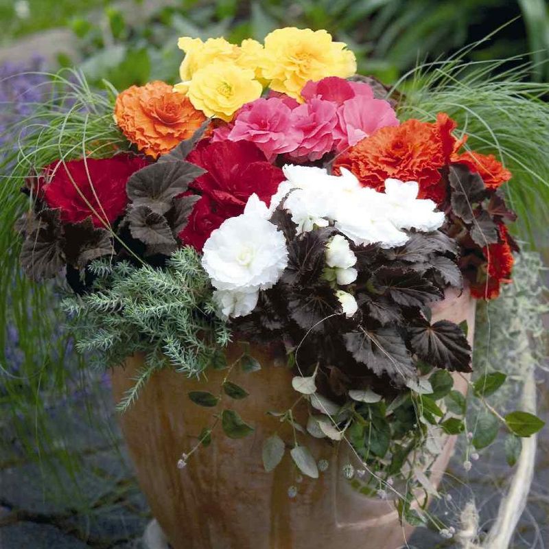 Begonia tuberhybrida Non Stop Mocca Mix -Frø-