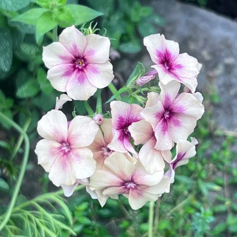 Phlox drummondii Cherry Caramel - Frø - 