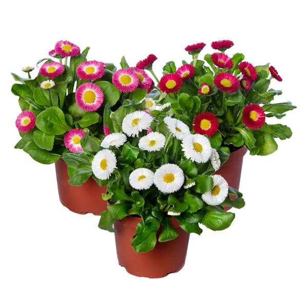 Hovedbilde Bellis perennis Mars Mix. Tusenfryd – Frø ...