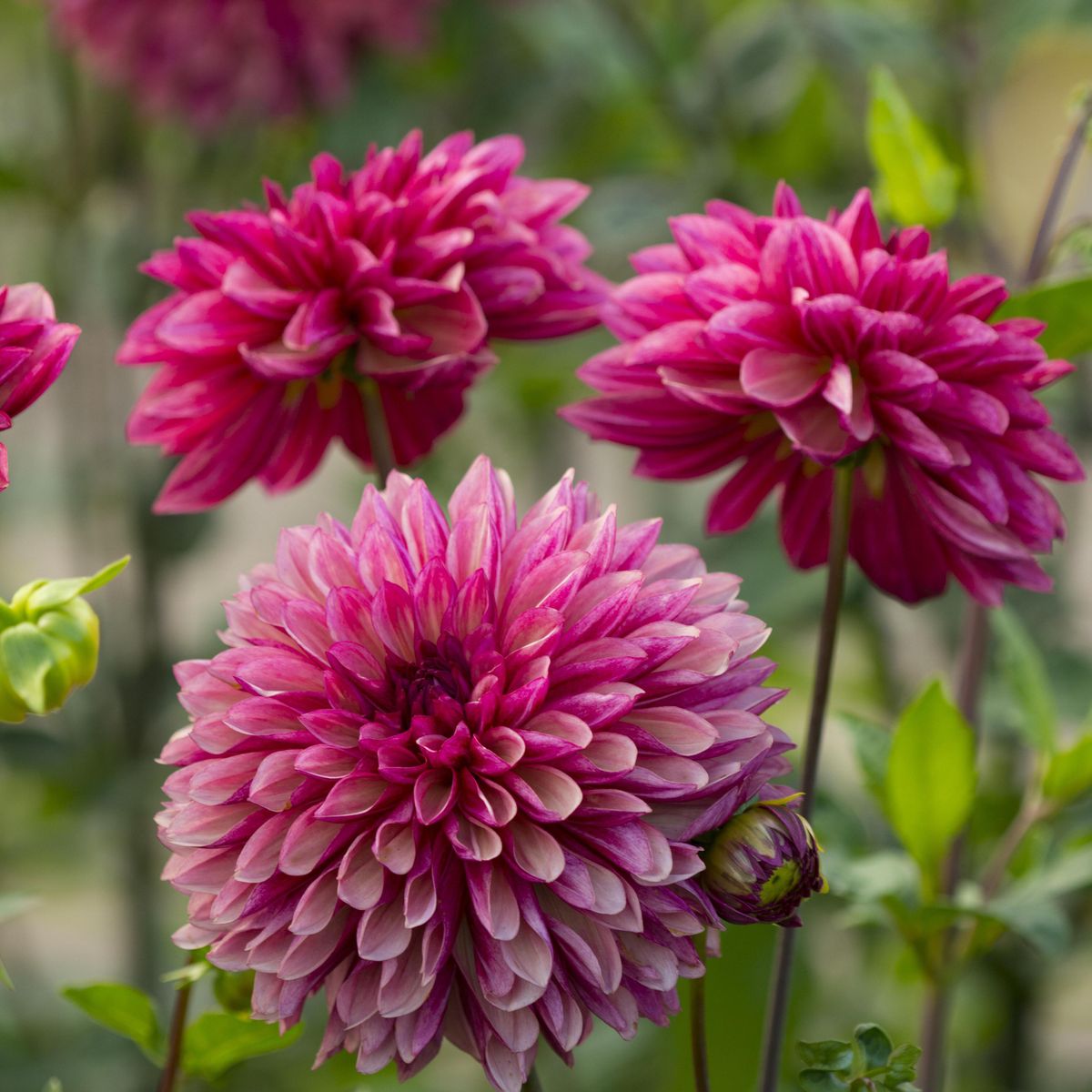 Dahlia Bacardi - 1 knoll