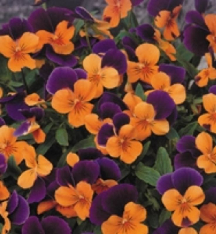 Viola cornuta Sorbet XP Orange Jump Up. Stemor - Frø -