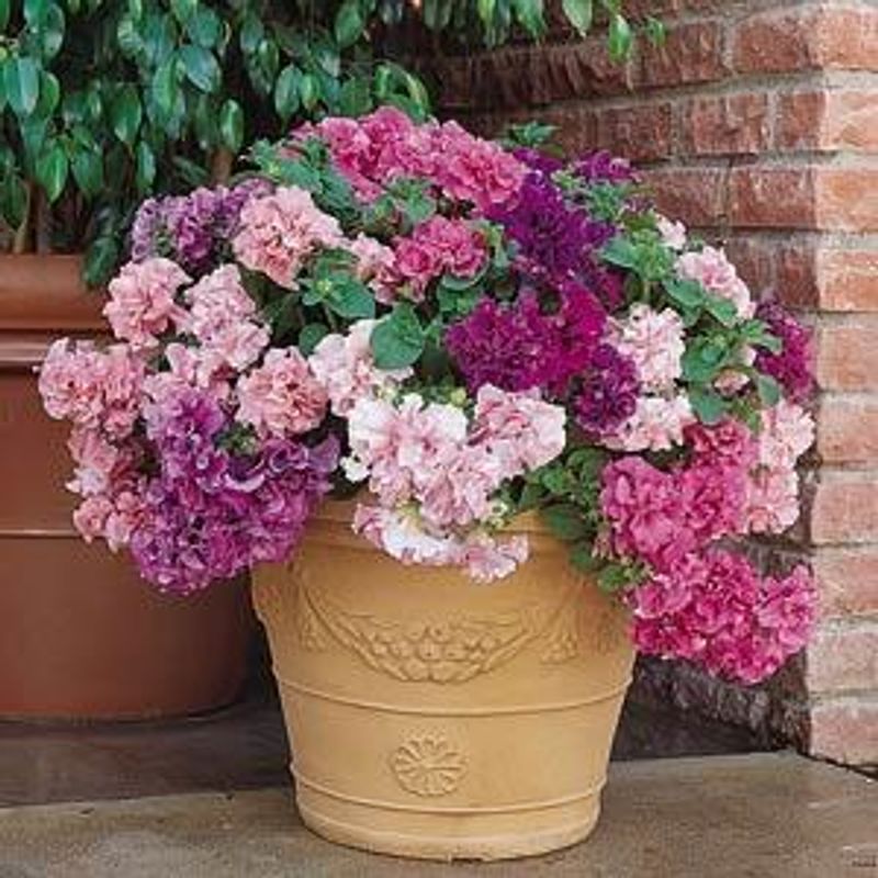 Petunia  Cascade mix. F1 -Frø-