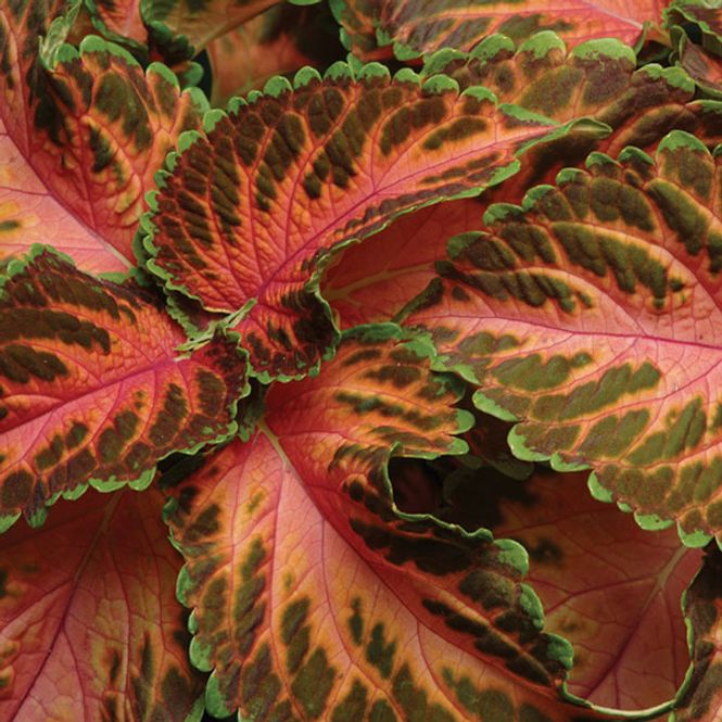 Hovedbilde Coleus Wizard Coral Sunrise -Frø-  Spragleplante