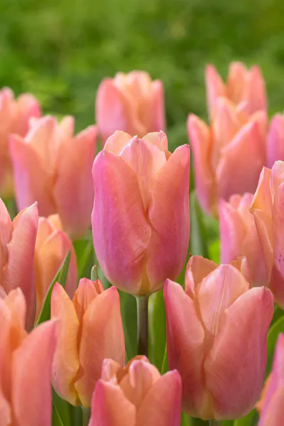 Hovedbilde Tulipan Salmon Prince - 6 løk