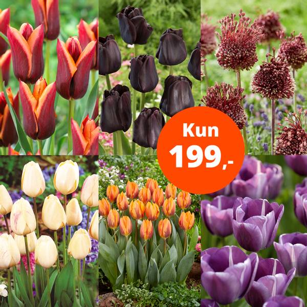 Bilde av Pakketilbud 49 løk, kun 199,-