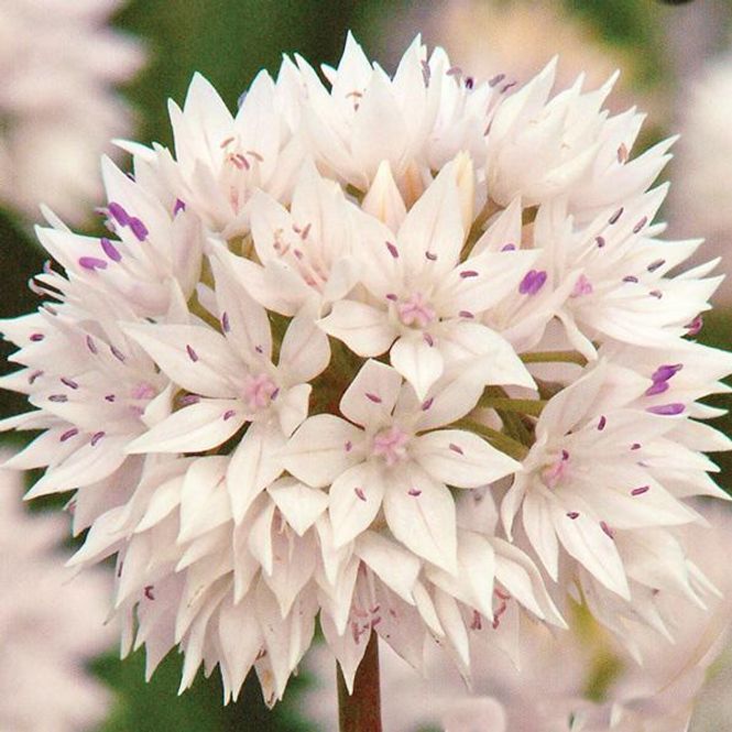Hovedbilde Allium Graceful Beauty - 12 løk