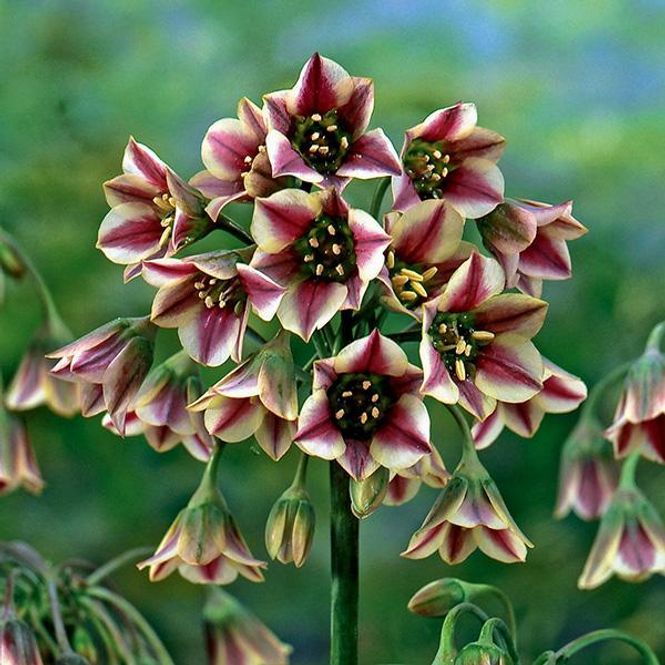 Hovedbilde Allium Siculum - 10 løk