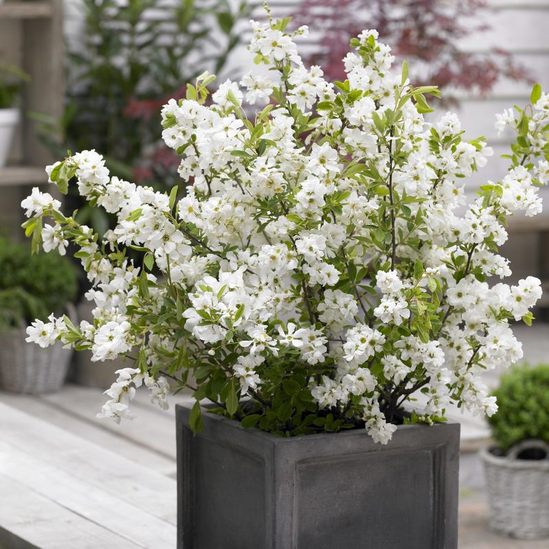 Exochorda racemosa Niagara. Perleblomst - 1 plante i 9 cm potte