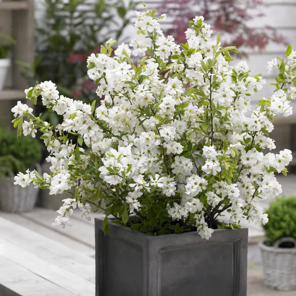 Hovedbilde Exochorda racemosa Niagara. Perleblomst - 1 ...