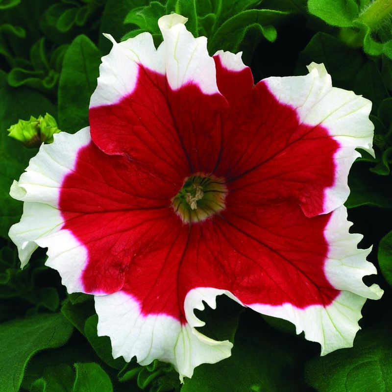 Petunia grandiflora Frost Fire. Storblomstret -Frø- 