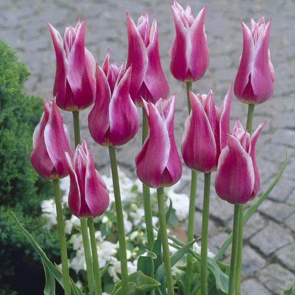 Hovedbilde Tulipan Claudia - 10 løk