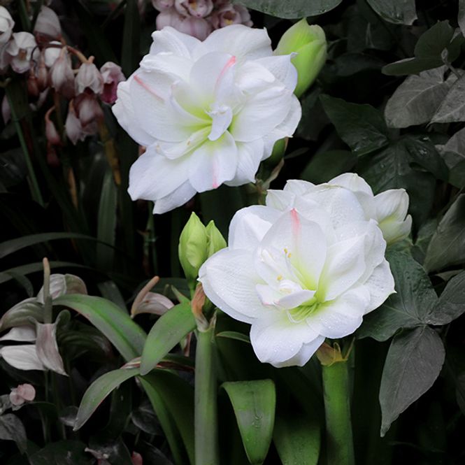 Hovedbilde Amaryllis Arctic Nymph - 1 blomsterløk