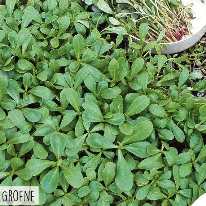 Hovedbilde Micro Greens. Portulakk (Oleracea-Purslane Green) ...