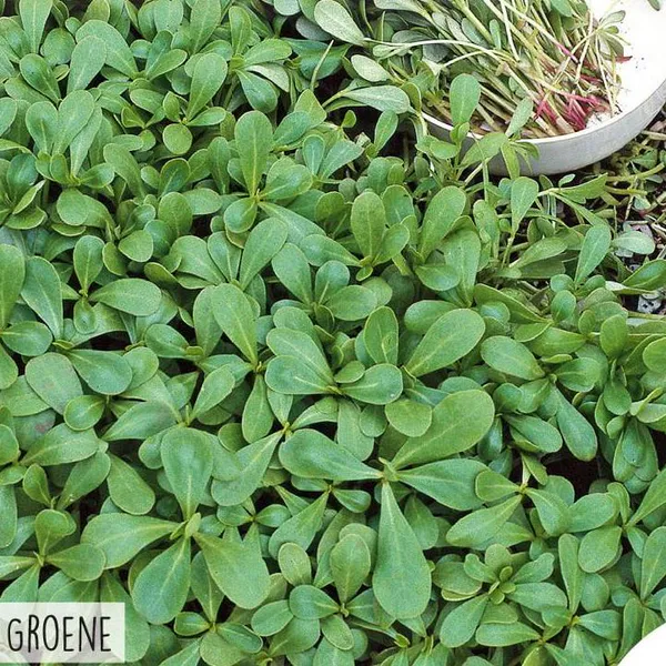 Hovedbilde Micro Greens. Portulakk (Oleracea-Purslane Green) ...