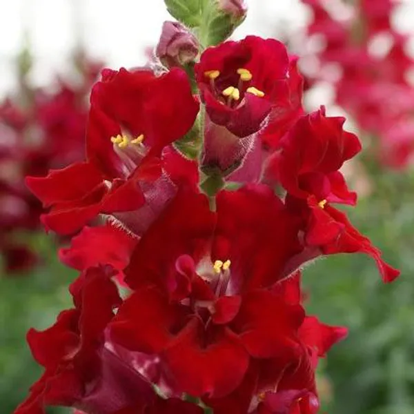 Hovedbilde Antirrhinum majus Doubleshot Crimson Red. ...