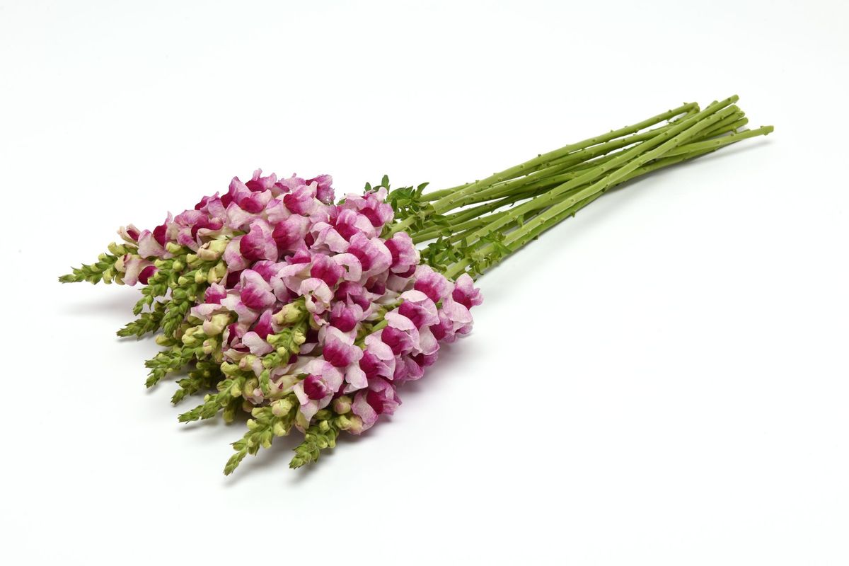 Antirrhinum majus Potomac Plumblossom. Løvemunn -Frø-