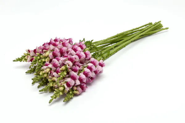 Hovedbilde Antirrhinum majus Potomac Plumblossom. Løvemunn ...