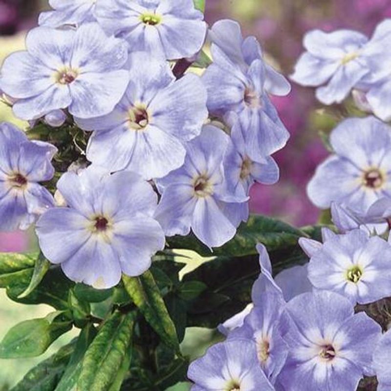 Phlox Blue Beauty. Sommerfloks -Frø- 