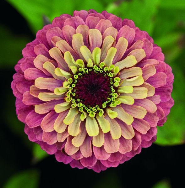 Hovedbilde Zinnia elegans Queen Red Lime -Frø -