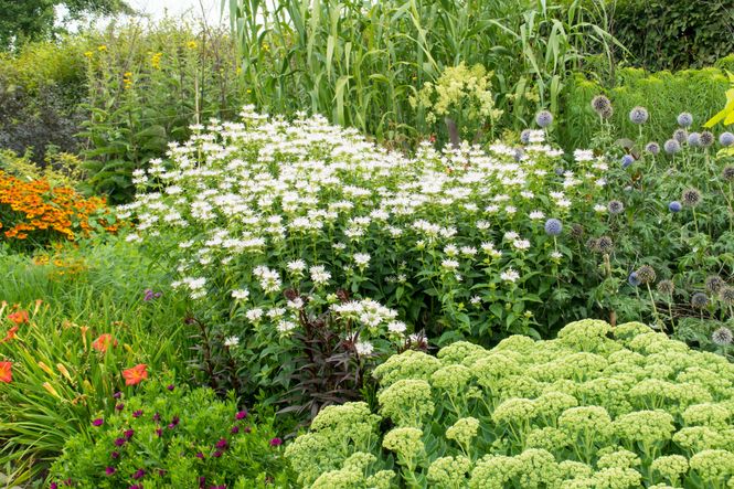 Hovedbilde Monarda Bee Bright. Hestemynte - 1 rot 