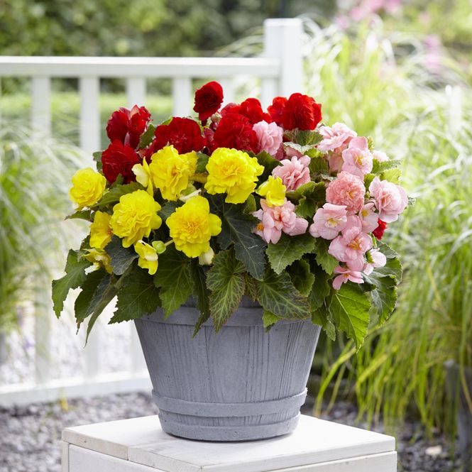 Hovedbilde Begonia Non Stop Mix - 5 knoller