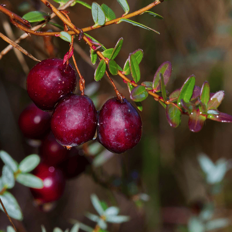  Tranebær Vaccinium macrocarpon Early Black - 2l potte