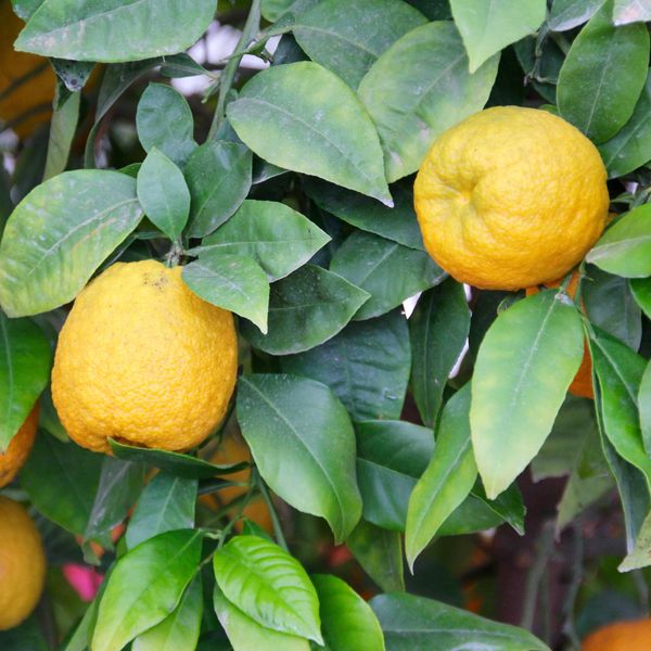 Hovedbilde Citrus sp. Yuzu Switrus. Sitrontre- 1 plante i 2 ...