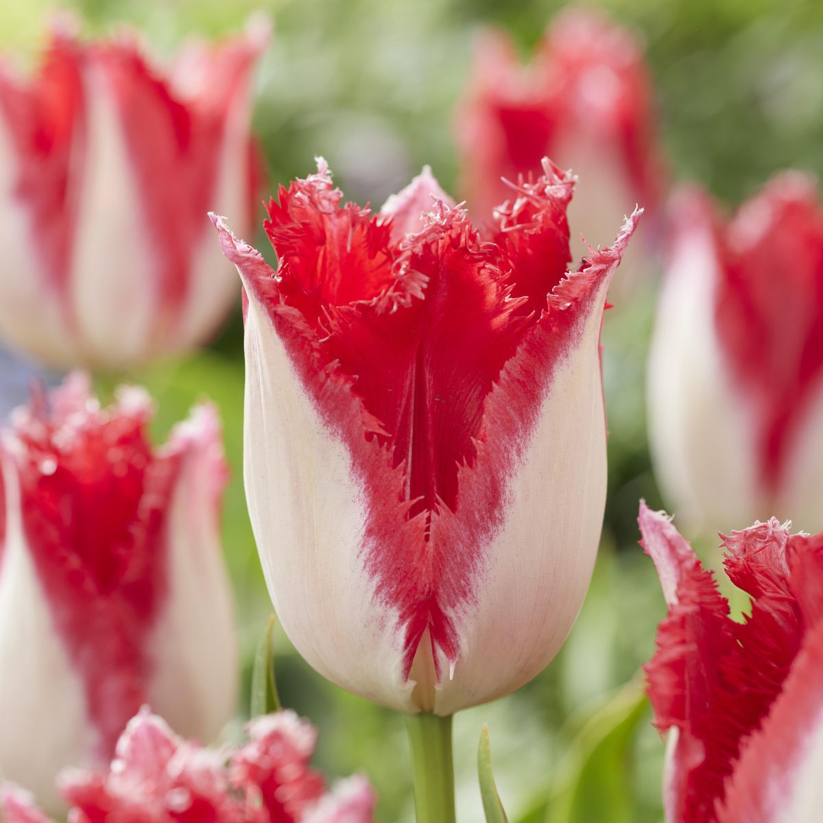 Tulipan Sweet Paradise - 6 løk