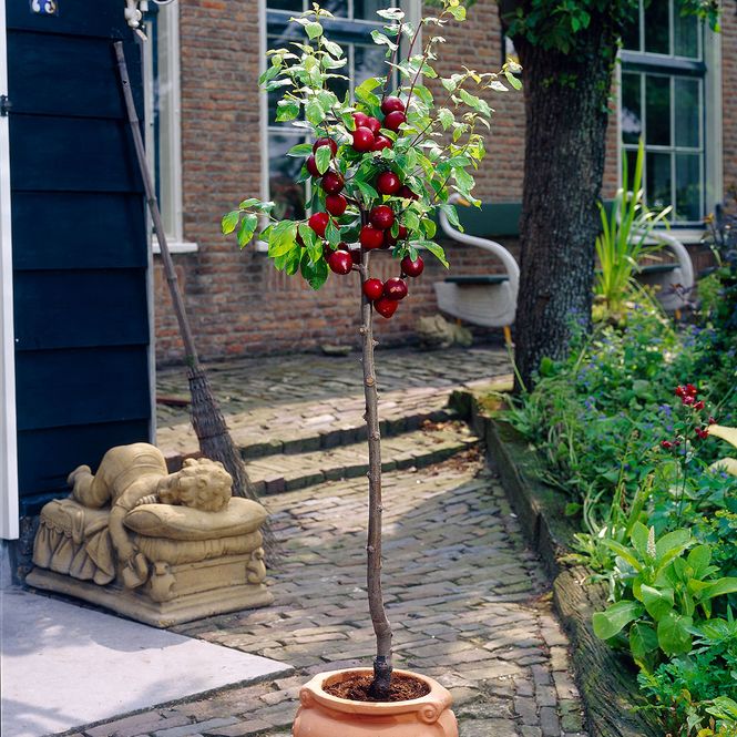 Hovedbilde Plomme, dvergtre Prunus domestica Opal  -  i 5l ...