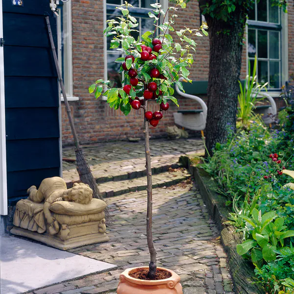 Hovedbilde Plomme, dvergtre Prunus domestica Opal  -  i 5l ...