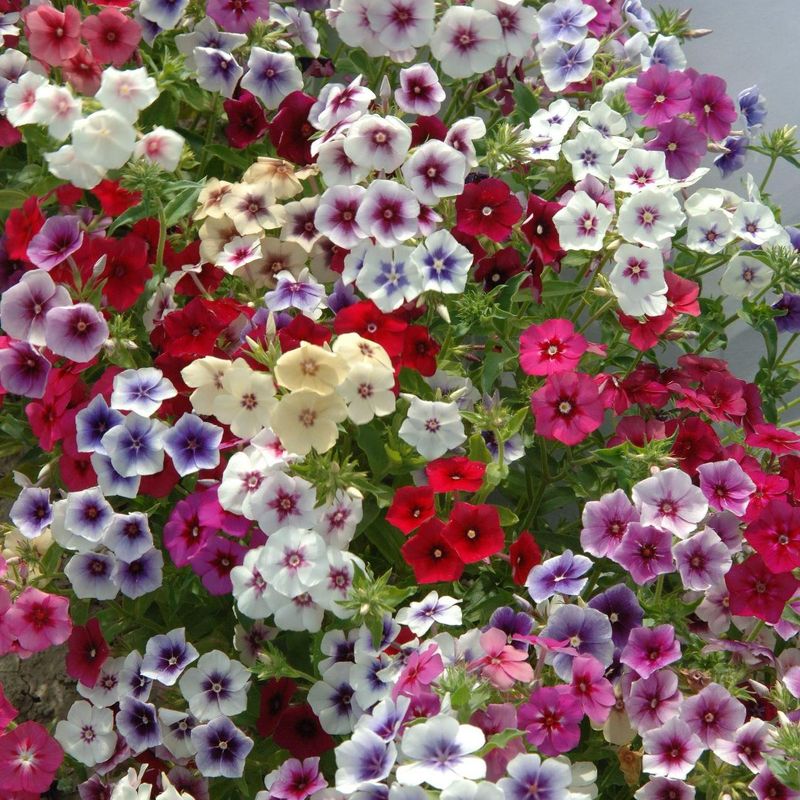 Phlox drummondii Grandiflora Tapestry Mix - Frø -
