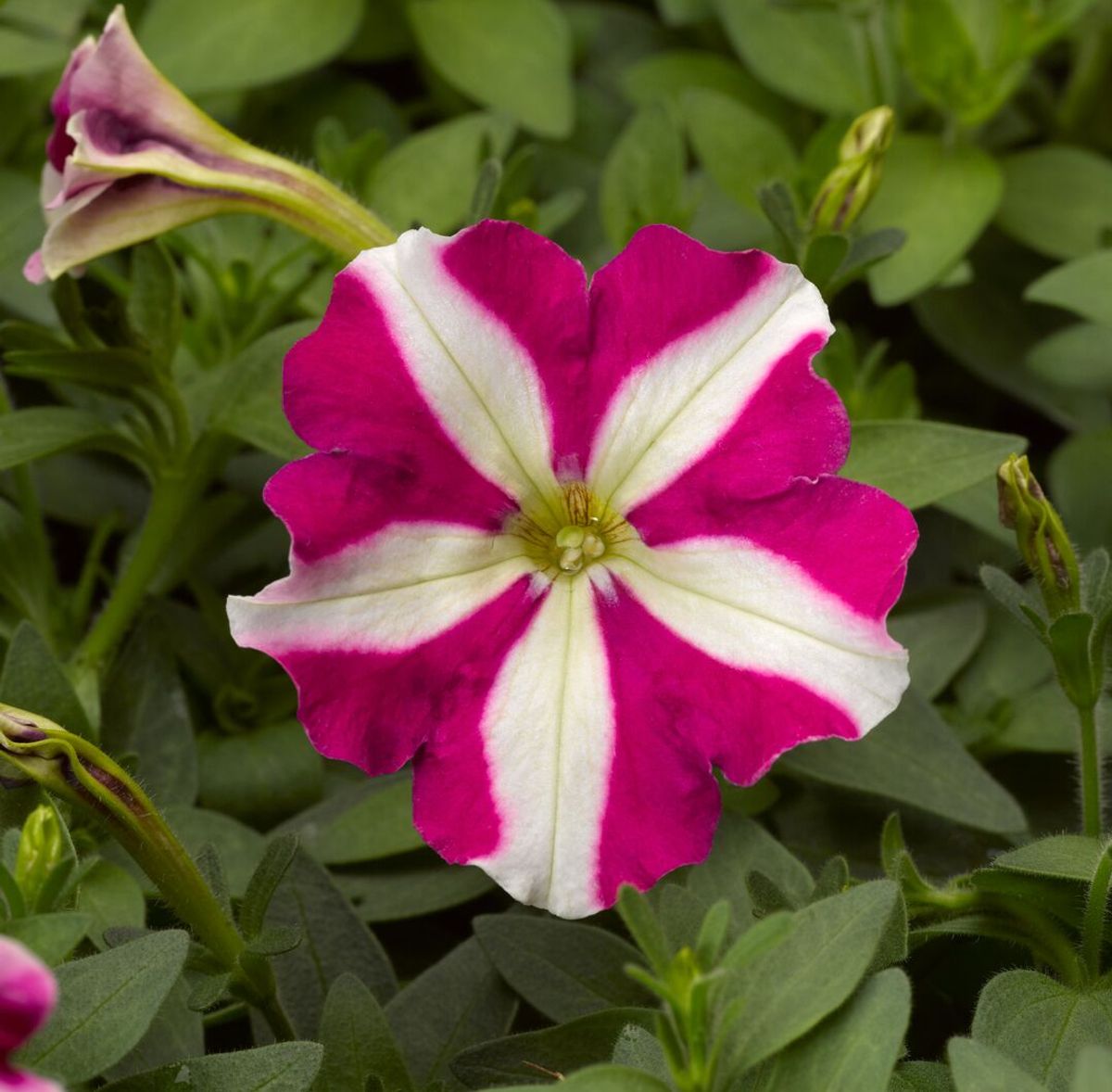 Petunia Picobella Rose Star F1 -Frø-