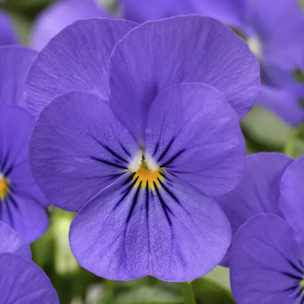 Hovedbilde Viola Penny Blue F1 -Frø- Stemor