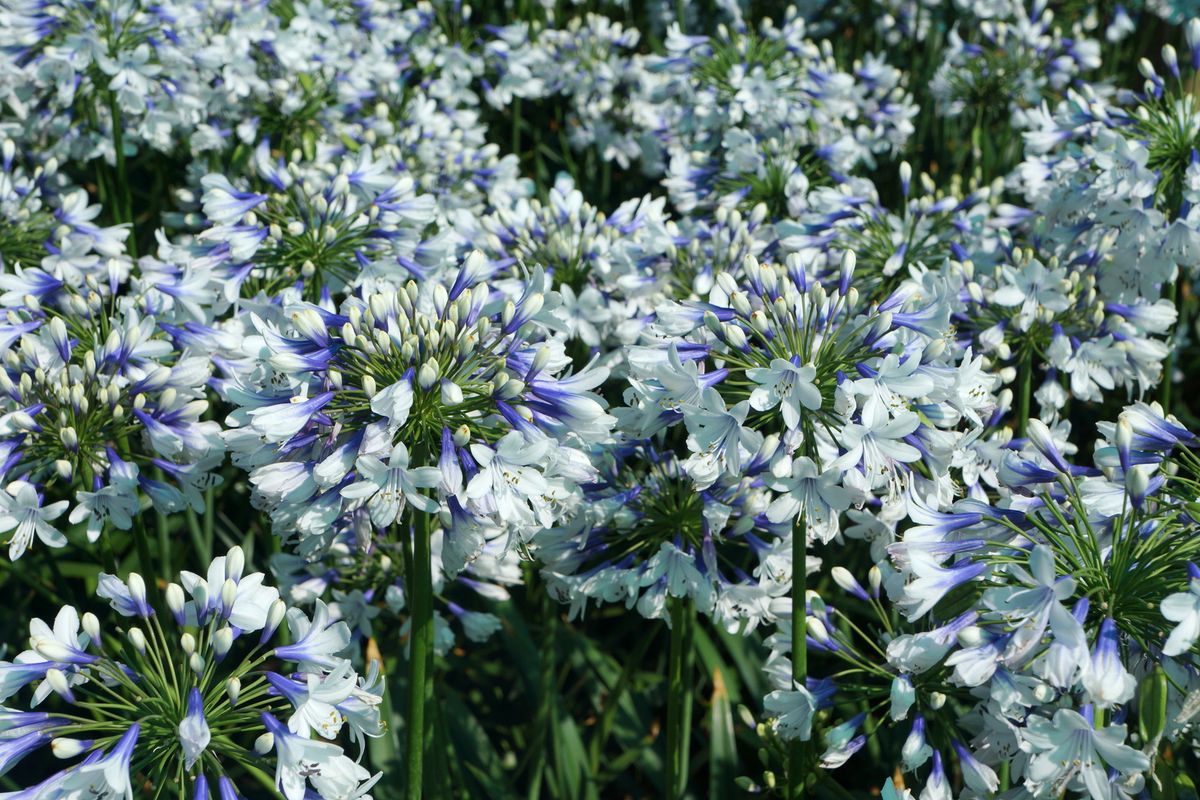 Agapanthus Twister. Afrikansk lilje - 1 rot