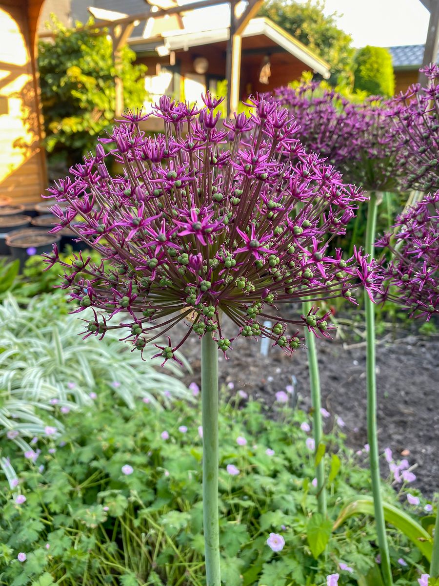 Allium Magic - 5 løk