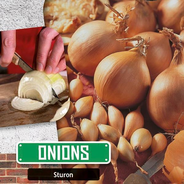 Hovedbilde Løk Sturon. Kepaløk