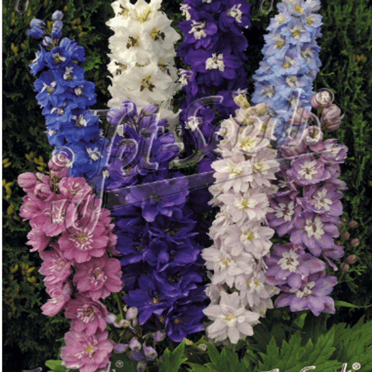Delphinium Magic Fountains Mix. Ridderspore - Frø -