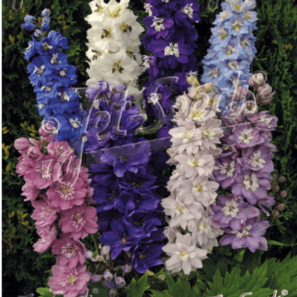 Hovedbilde Delphinium Magic Fountains Mix. Ridderspore - Frø ...