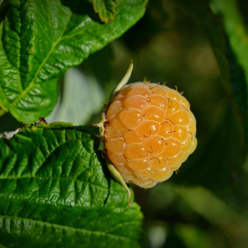 Rubus xanthocarpus. Gult bjørnebær  1 plante i 2l potte