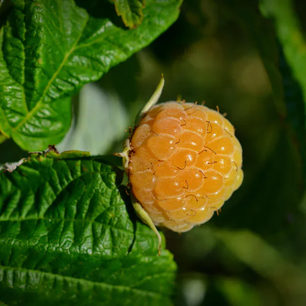 Hovedbilde Rubus xanthocarpus. Gult bjørnebær  1 plante i 2l ...