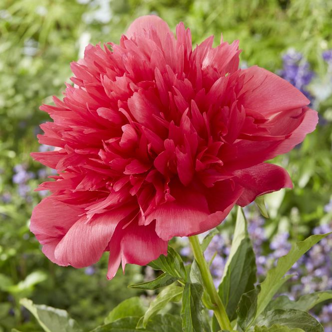 Hovedbilde Paeonia lactiflora Many Happy Returns. Silkepeon ...
