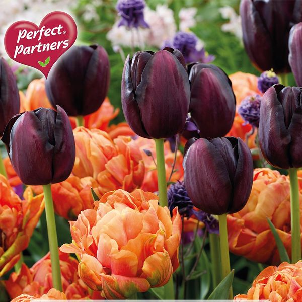 Hovedbilde Tulipanblanding Happy Halloween - 8 løk