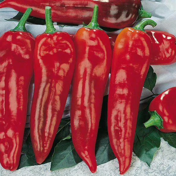Hovedbilde Paprika Corno Rosso -Frø-