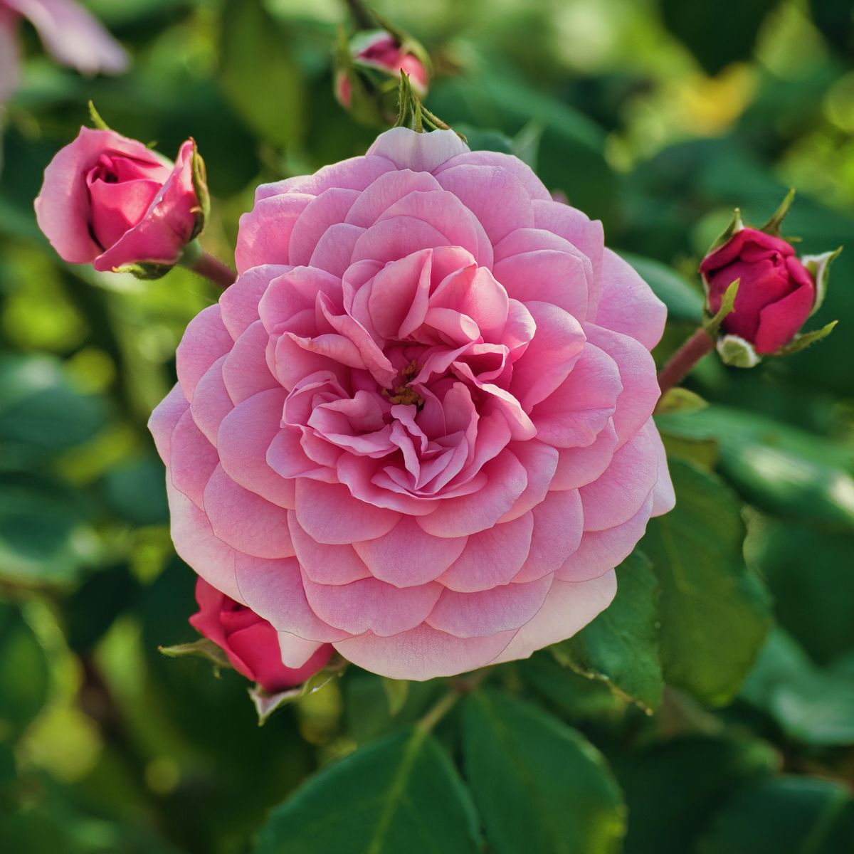 Rose John Davis. Klatrerose