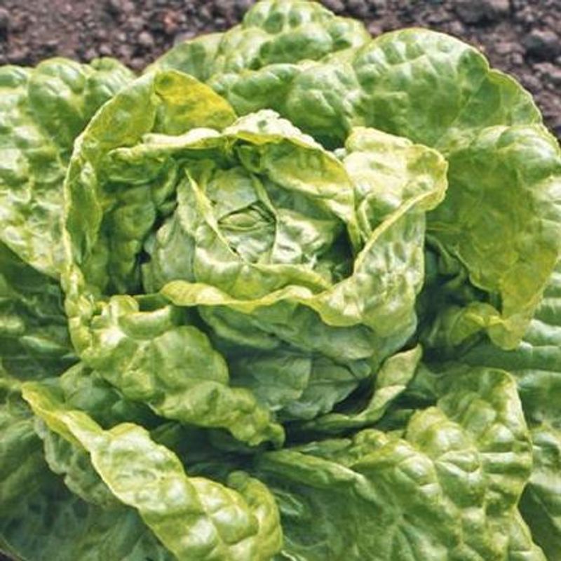 Salat. All year round -Frø-
