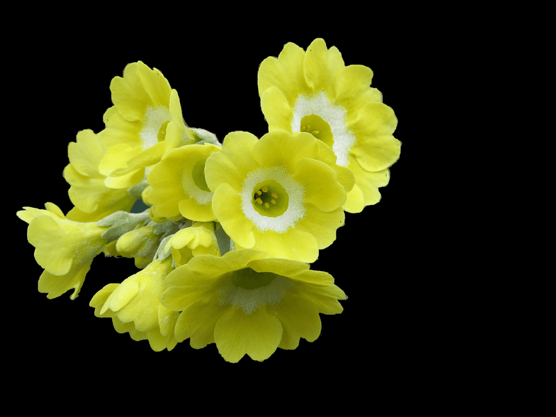 Primula auricula -Frø-