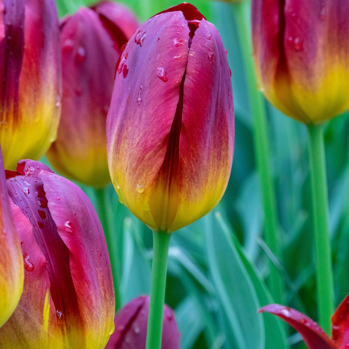 Tulipan Amber Glow - 6 løk