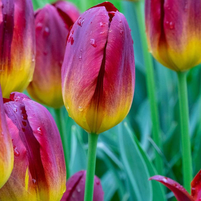 Hovedbilde Tulipan Amber Glow - 6 løk