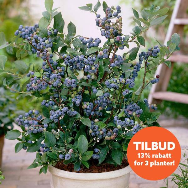 Bilde av VACCINIUM corymbosum Sunshine blue Hageblåbær -