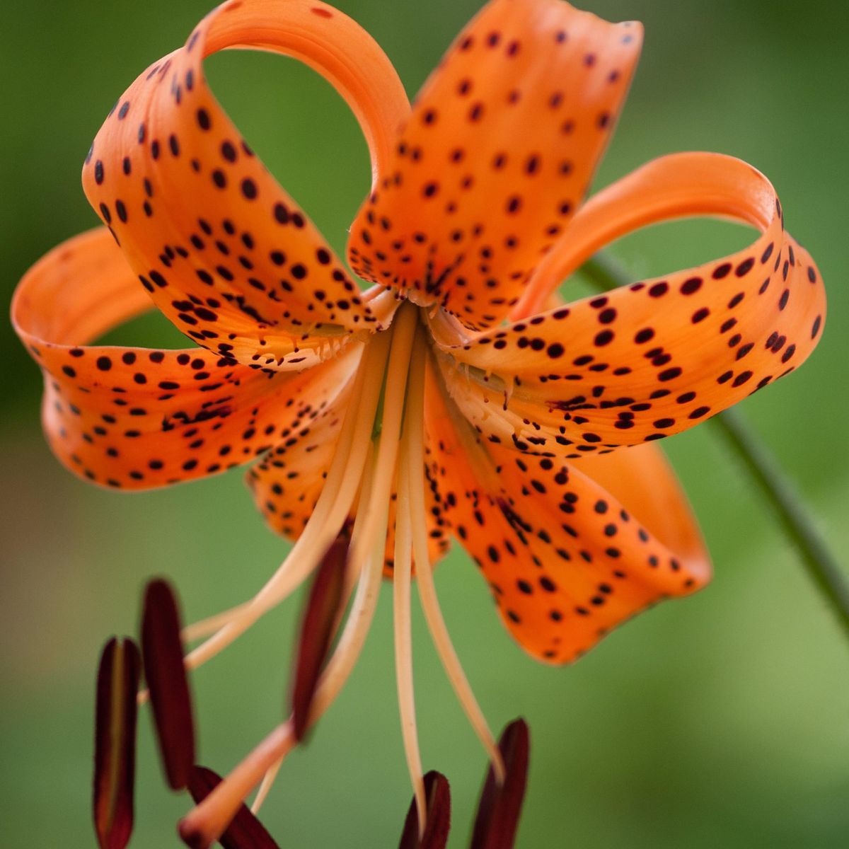 Lilje Lancifolium Splendens - 3 løk